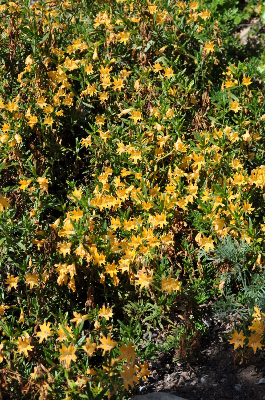 Mimulus bifidus