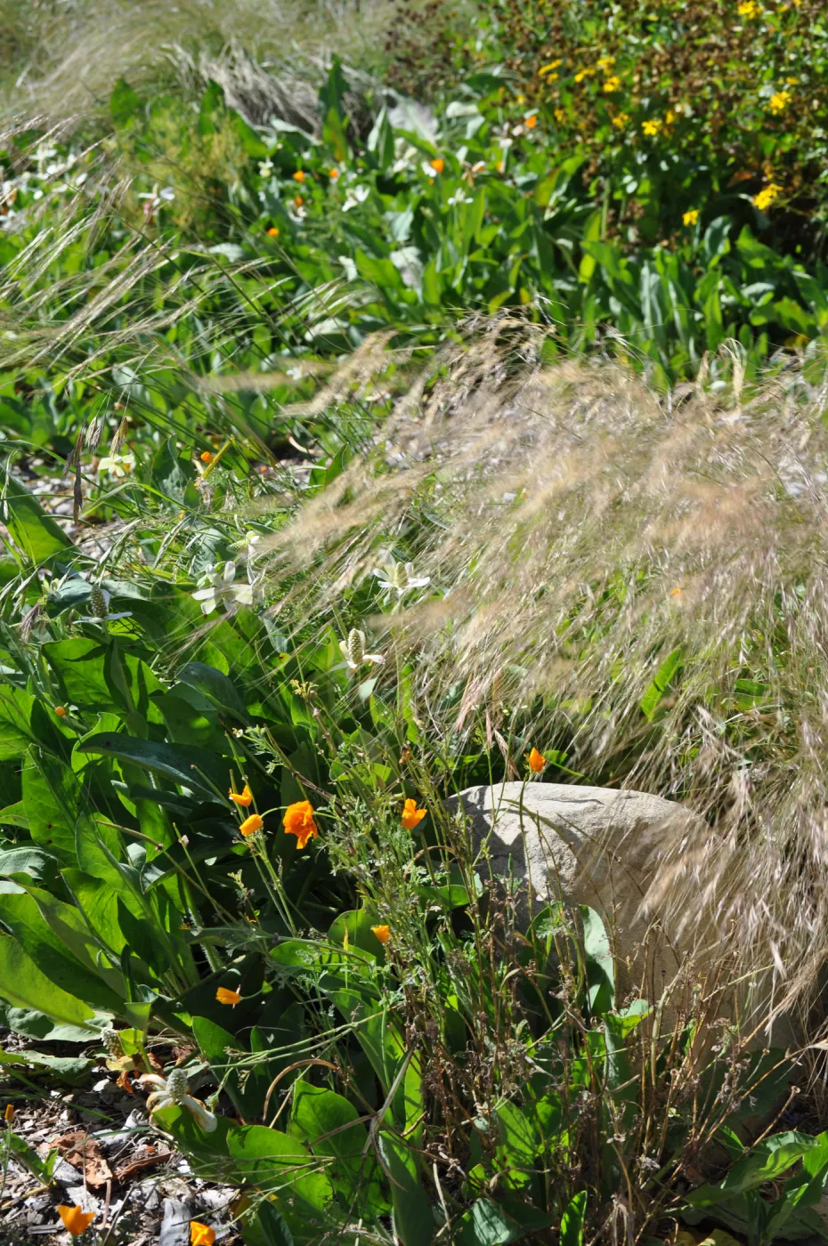 Anemopsis californica, Nassella pulchra, Meadow