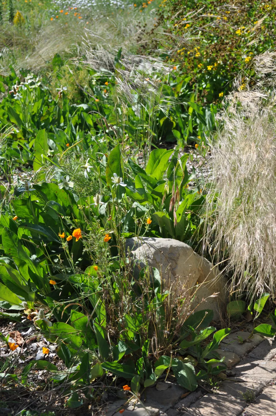 Anemopsis californica, Nassella pulchra, Meadow