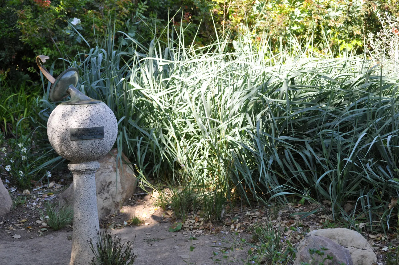 Leymus 'Canyon Prince'