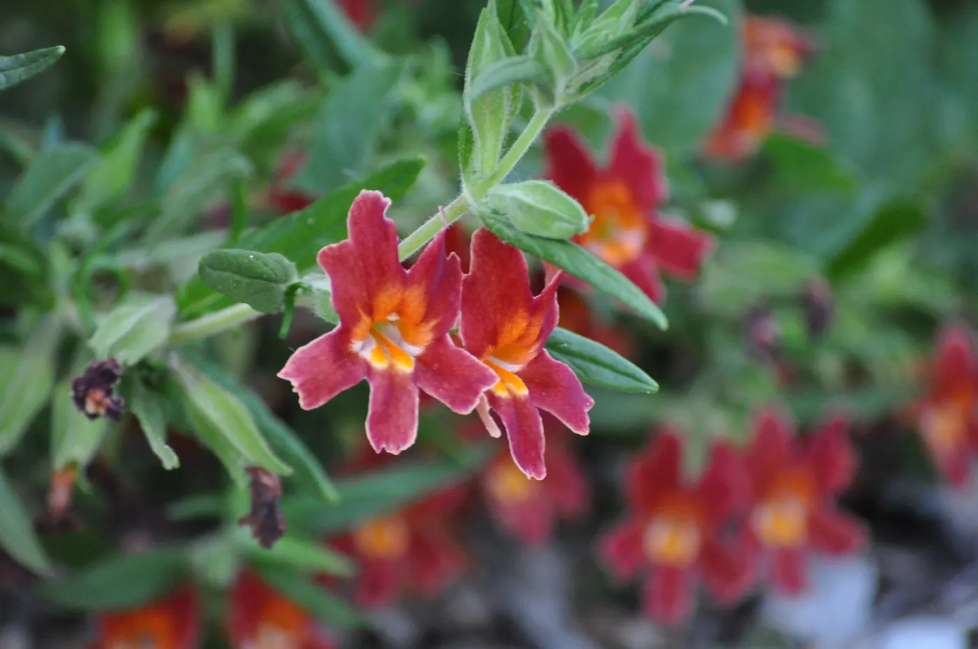 Diplacus 'Jesusita Phoenix'