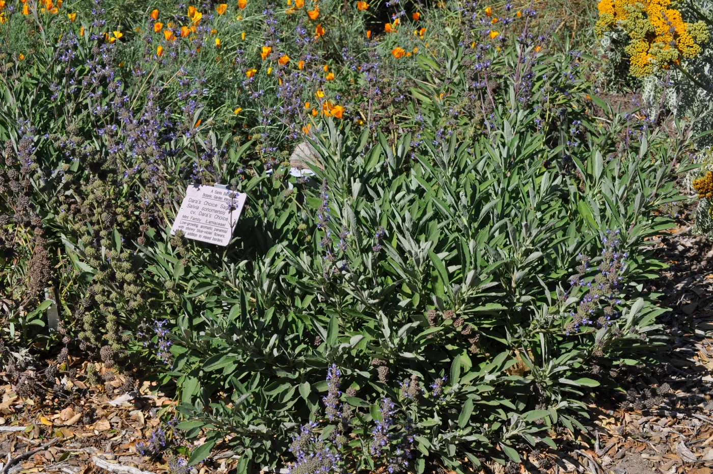 Salvia 'Dara's Choice'