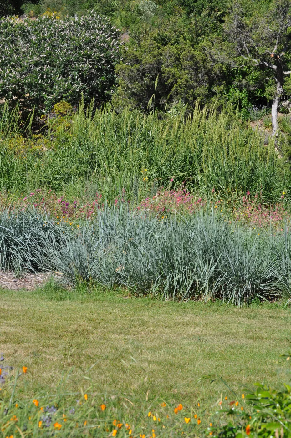 Leymus 'Canyon Prince' in Meadow