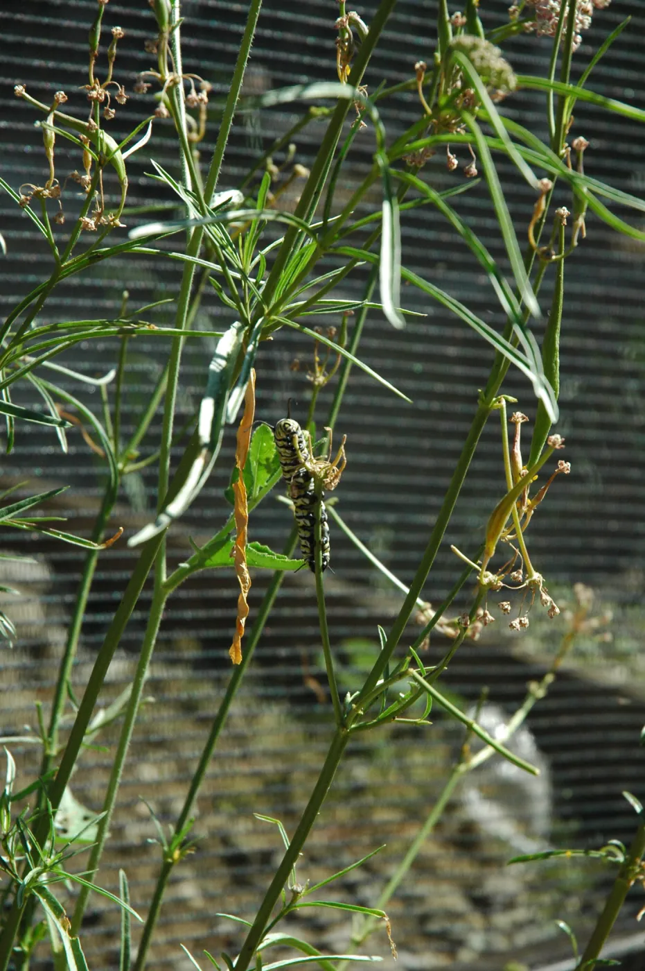 Monarch butterfly emergence, milkweed