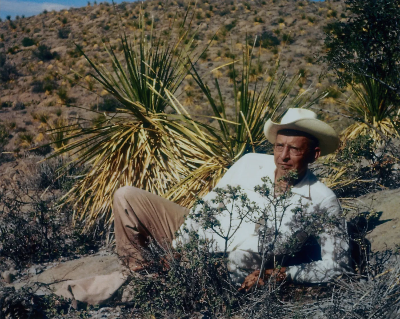 CH Muller and Quercus hinckleyi, TX (see Cataloging Support DocumentsMuller)