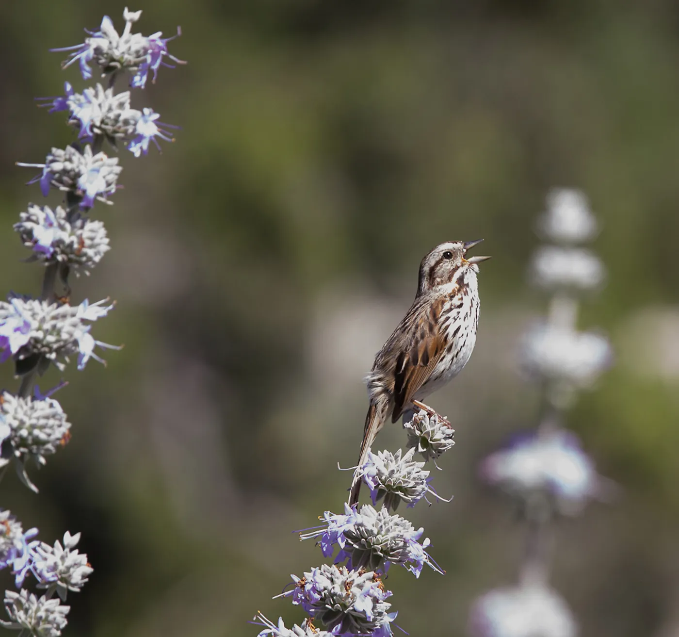 Songster in the Meadow, chirping bird on Salvia (Sage), song sparrow, SBBG Meadow, SBBG Photo Contest 2013, grand prize winner