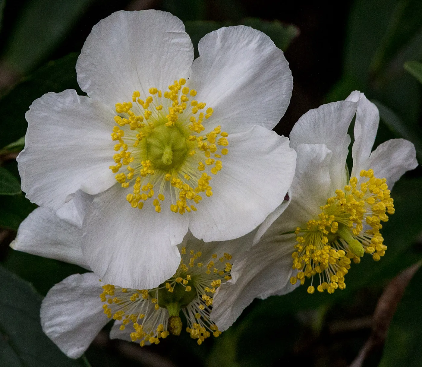 Carpenteria in the SBBG Conservation Display, SBBG Photo Contest 2013
