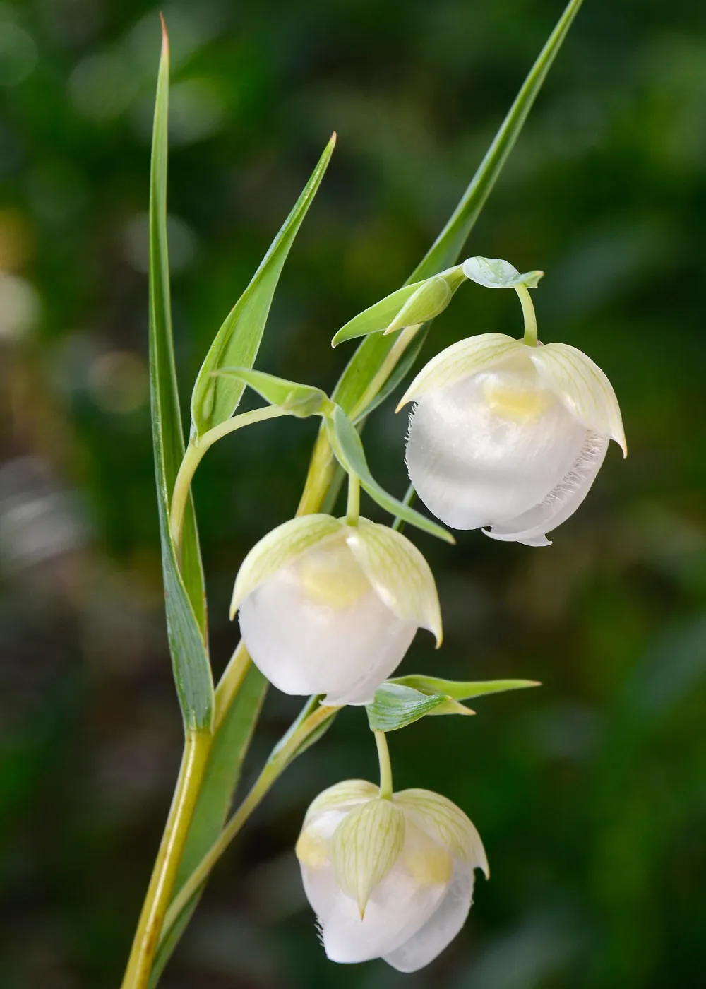 white Fairy lanterns, SBBG Photo Contest 2013