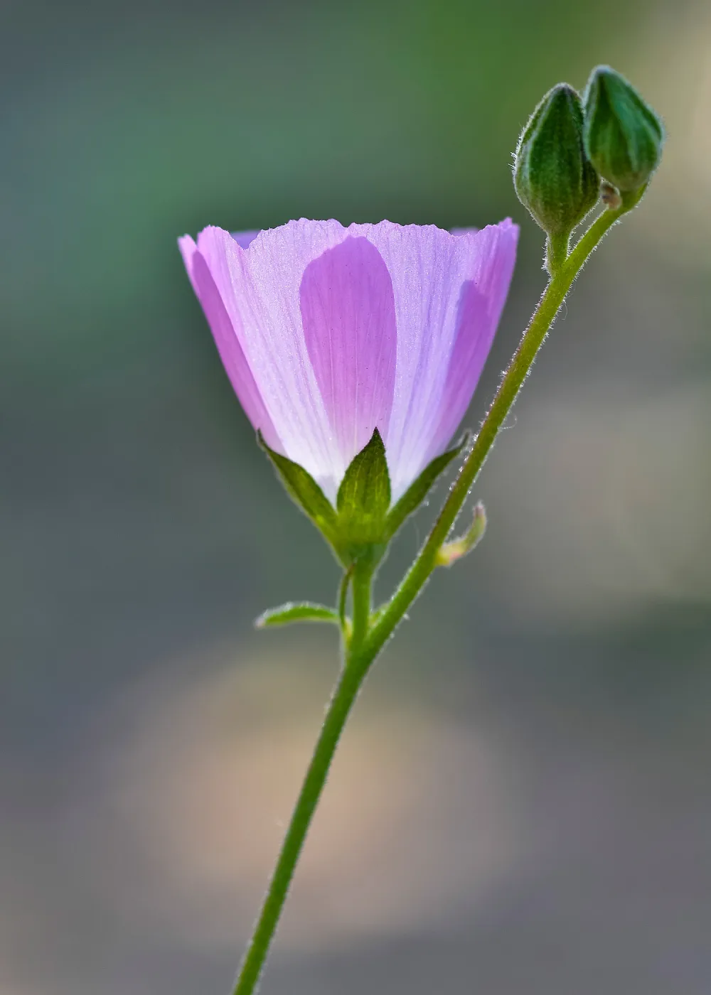 Sidalcea, SBBG Photo Contest 2013