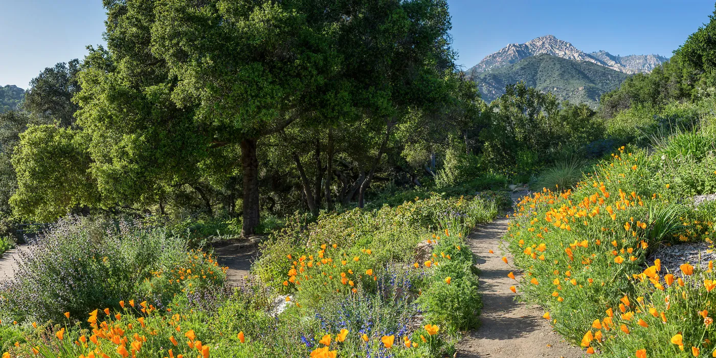 Porter Trail in bloom, pathways lined in wildflowers, La Cumbre Peak, SBBG Photo Contest 2013