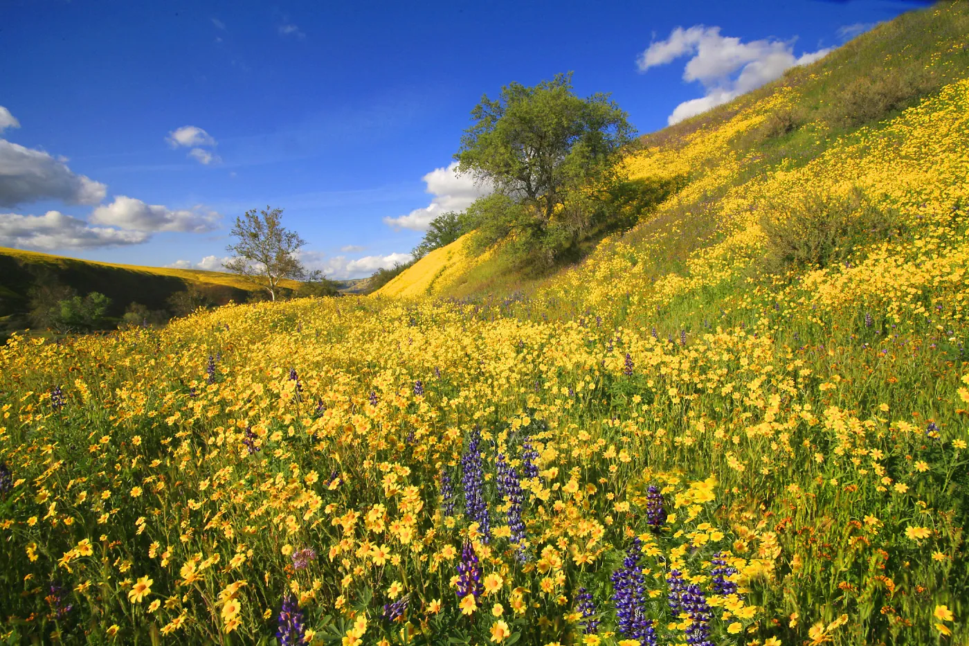Cuyama River Valley, wildflower display, SBBG Photo Contest 2013, 2nd place