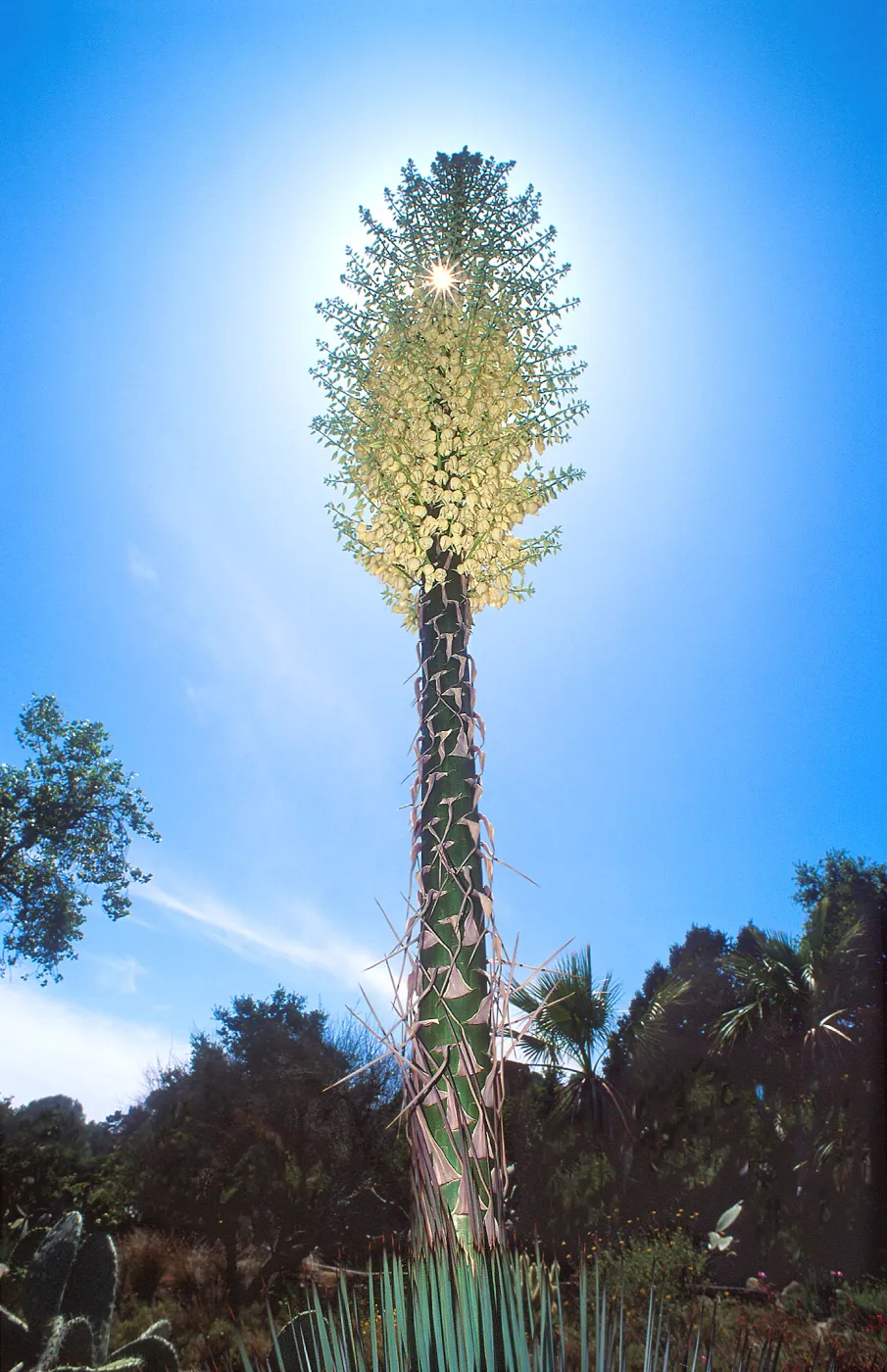 Yucca inflorescence at SBBG, SBBG Photo Contest 2013