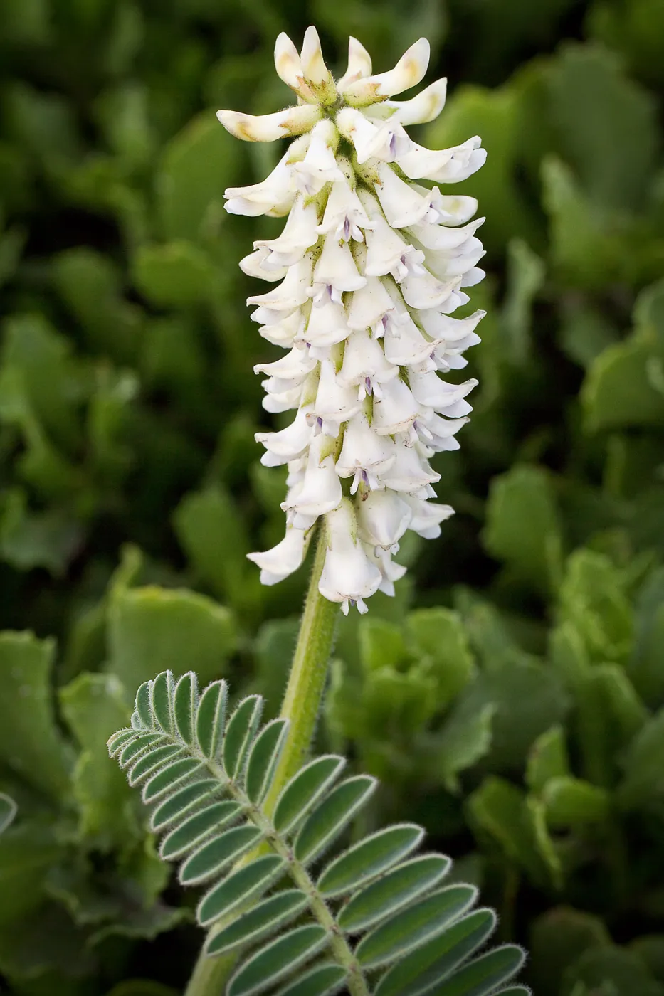Astragalus, SBBG Photo Contest 2013