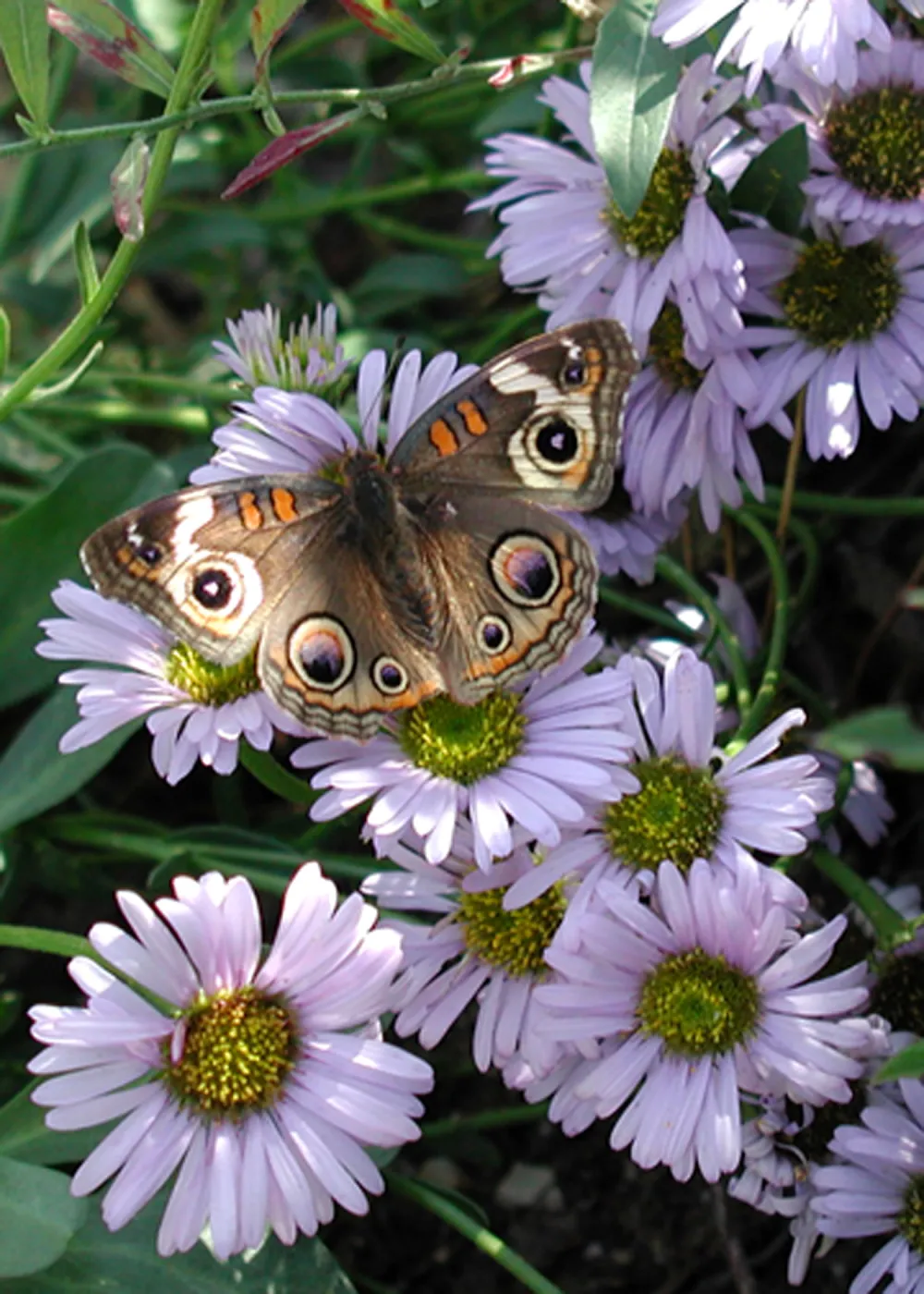 Buckeye butterfly, Erigeron, SBBG Photo contest 2013