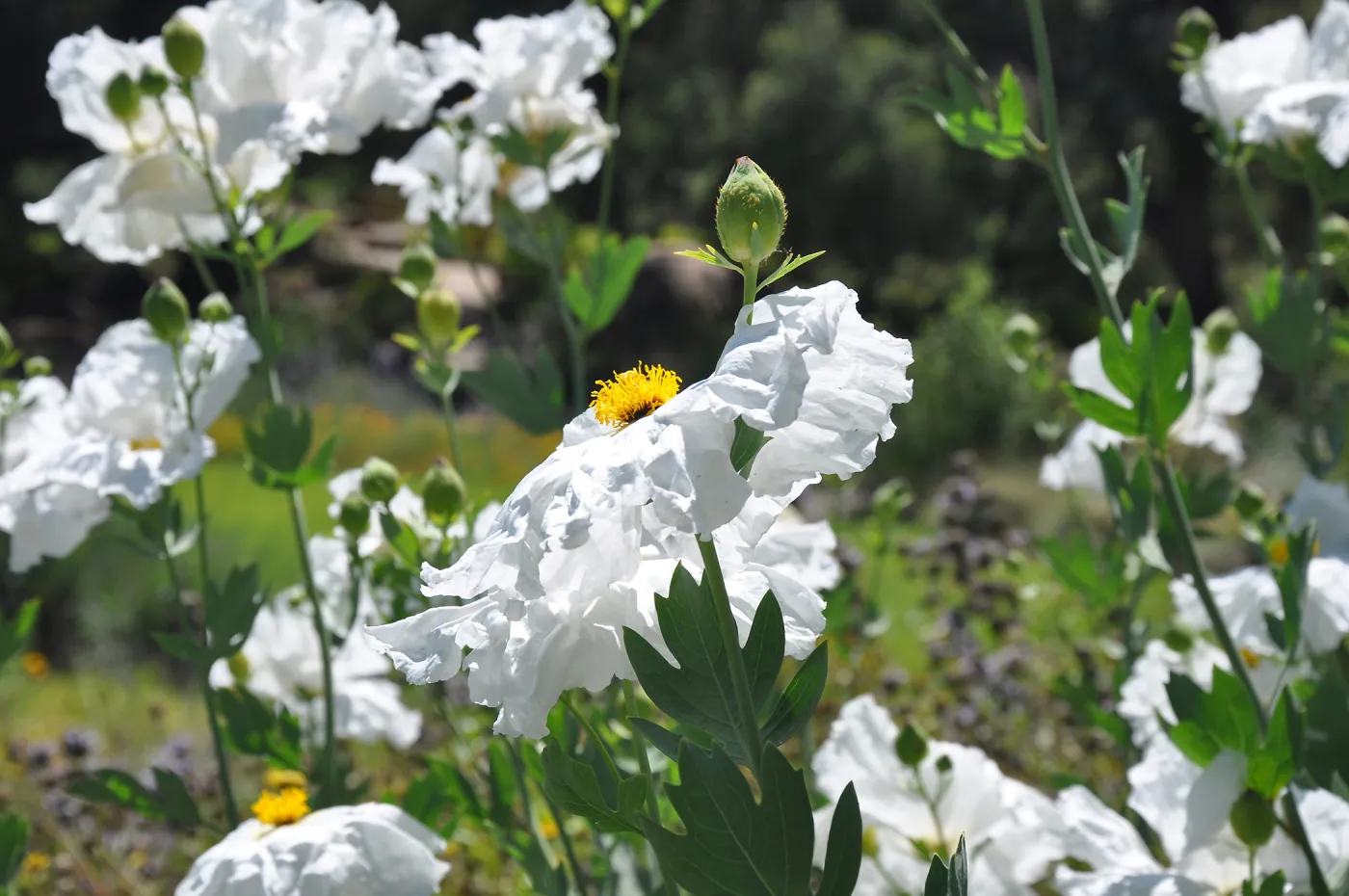 Matilia poppies in the Meadow, SBBG Photo Contest 2013