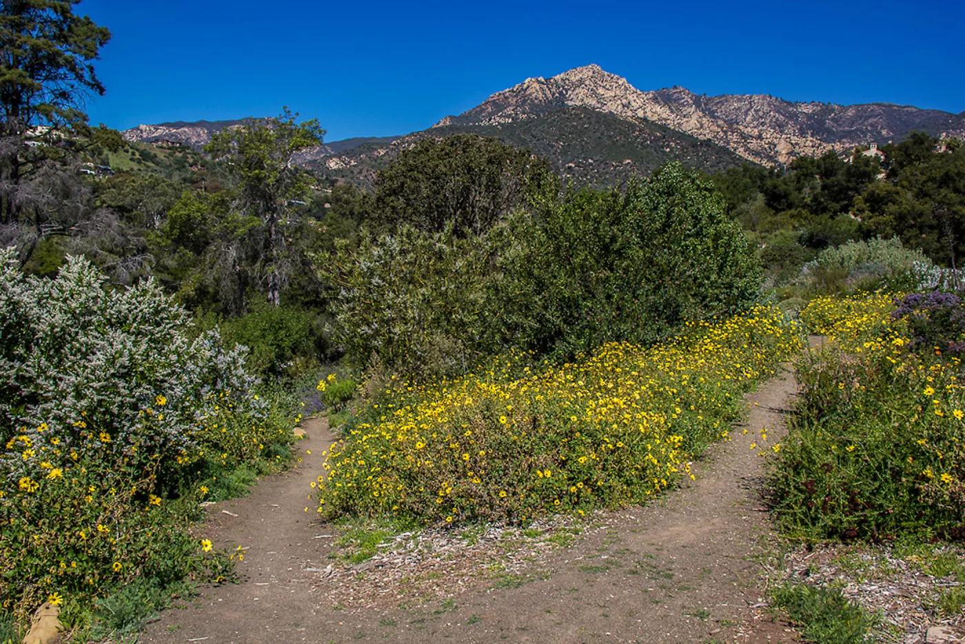 PorterTrail, La Cumbre Peak, SBBG Photo Contest 2013