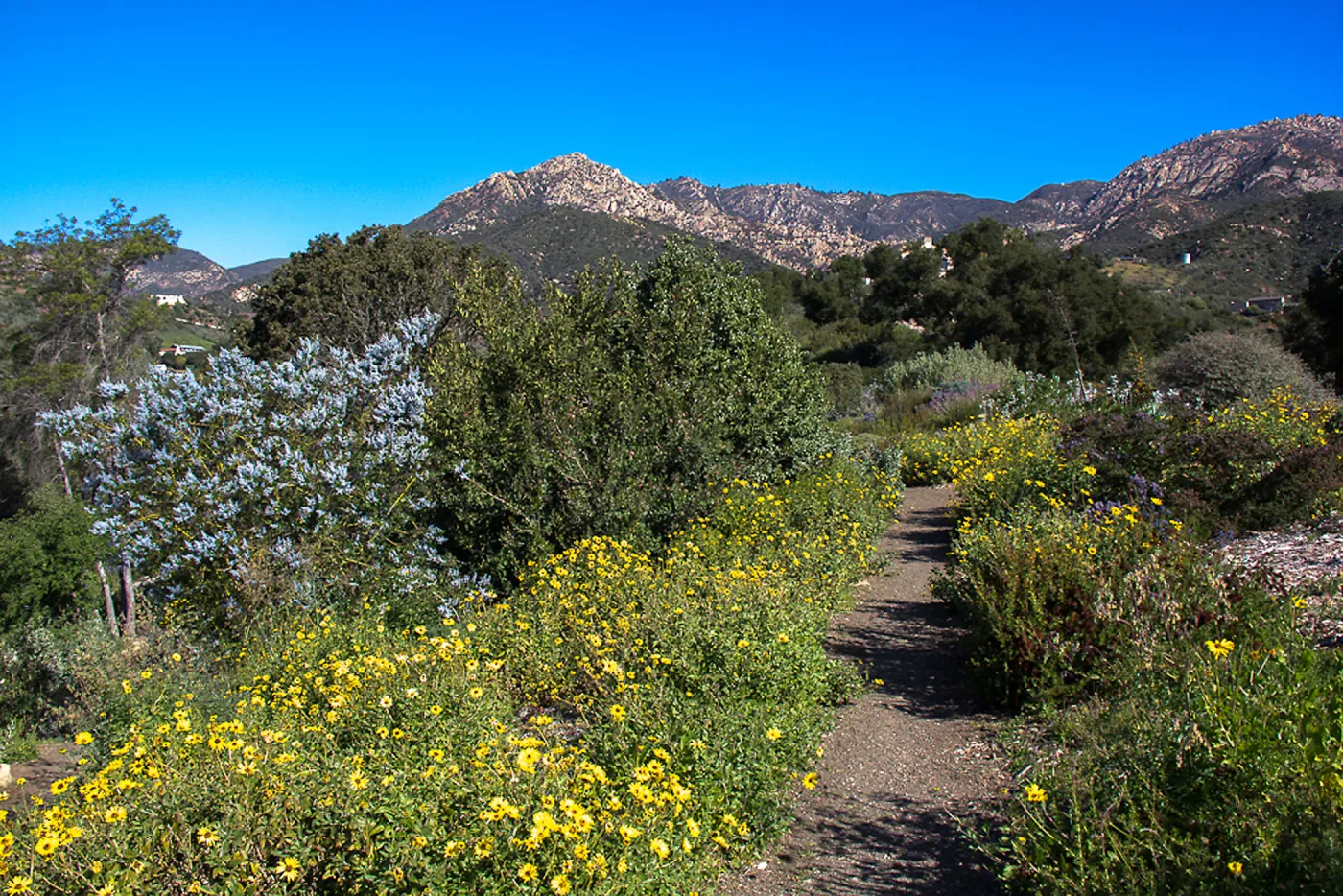 PorterTrail, La Cumbre Peak, SBBG Photo Contest 2013
