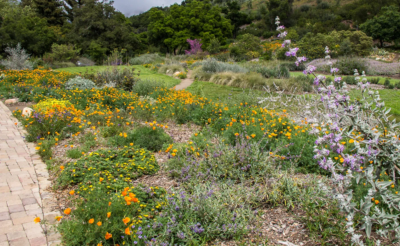 The SBBG Meadow, wildflower display, SBBG Photo Contest 2013
