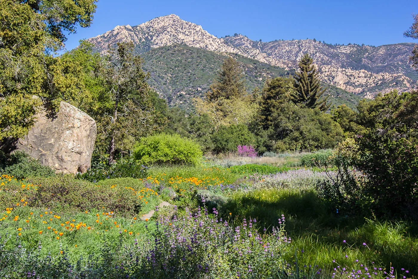 The SBBG Meadow, Blaksley Boulder, Arlington Peak, SBBG Photo Contest 2013