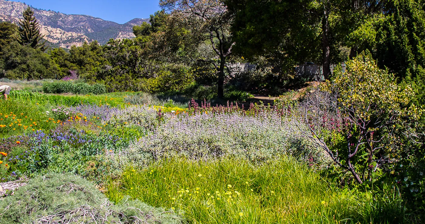 The SBBG Meadow, wildflower display, SBBG Photo Contest 2013