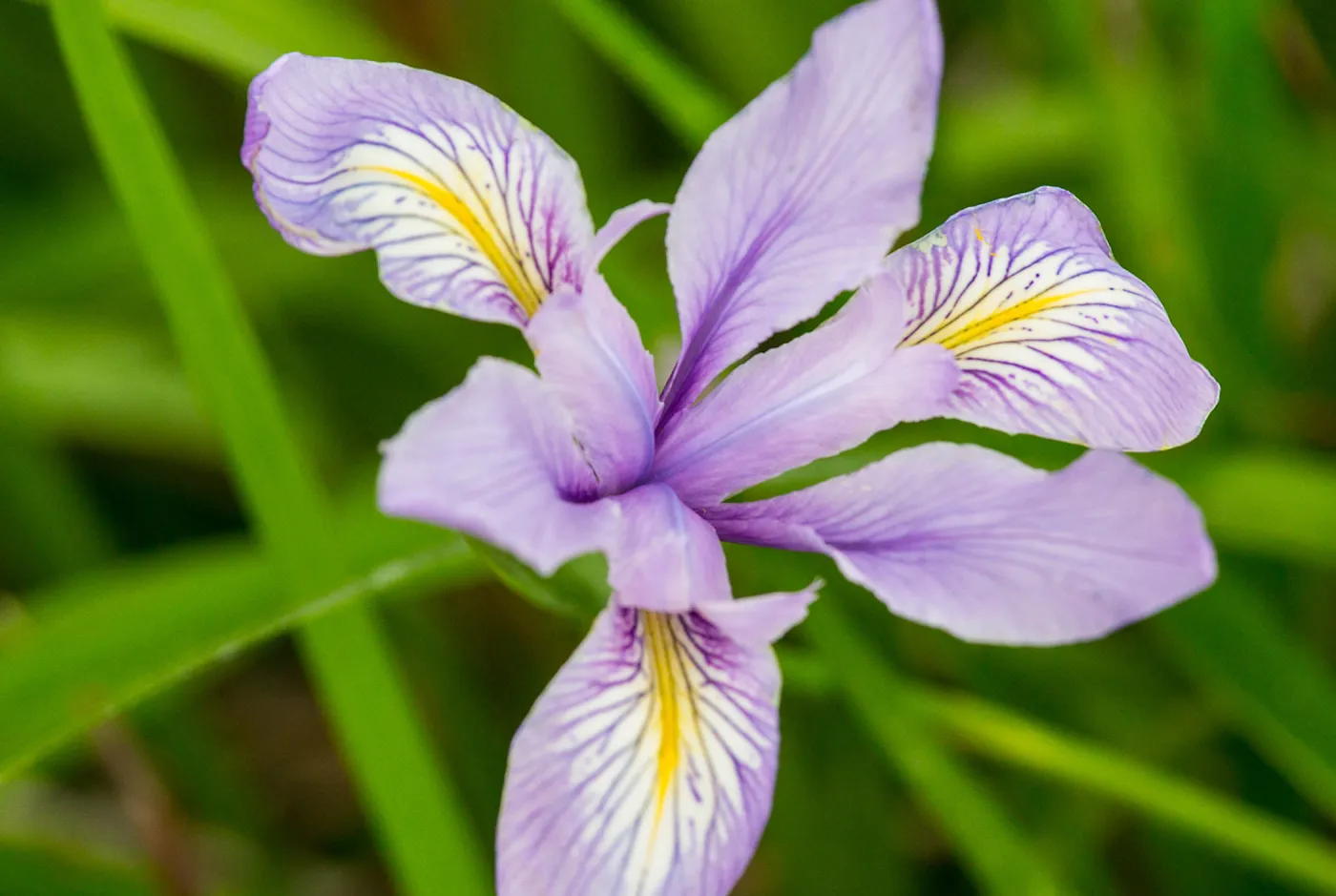 native Iris, SBBG Photo Contest 2013