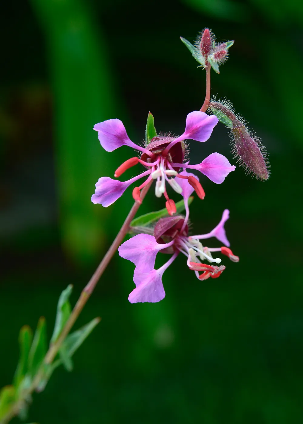 Clarkia, SBBG Photo Contest 2013