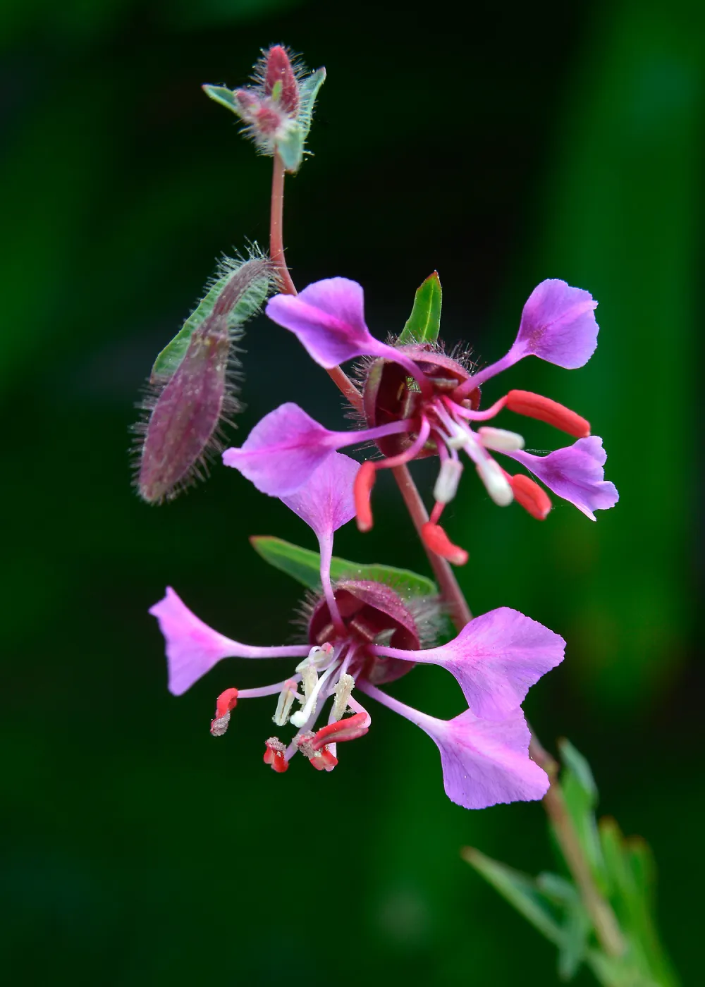 Clarkia, SBBG Photo Contest 2013