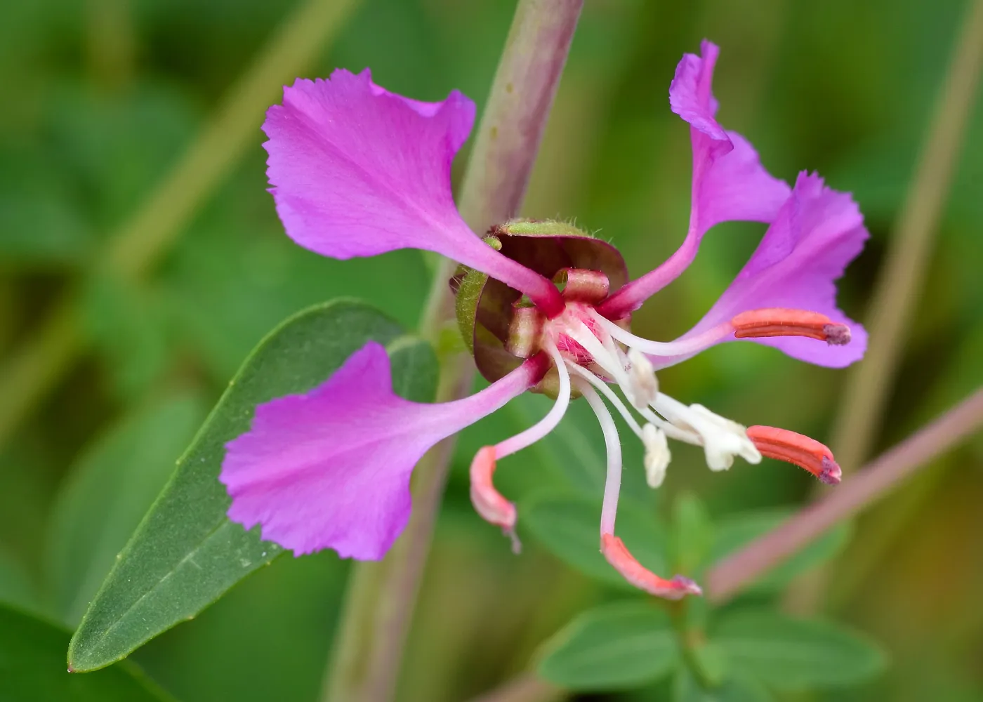 Clarkia, SBBG Photo Contest 2013