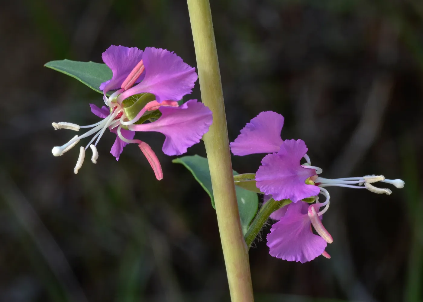 Clarkia, SBBG Photo Contest 2013