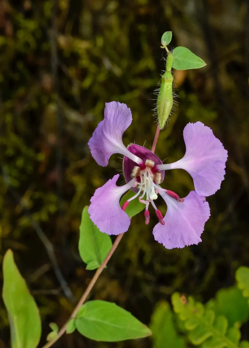 Clarkia, SBBG Photo Contest 2013
