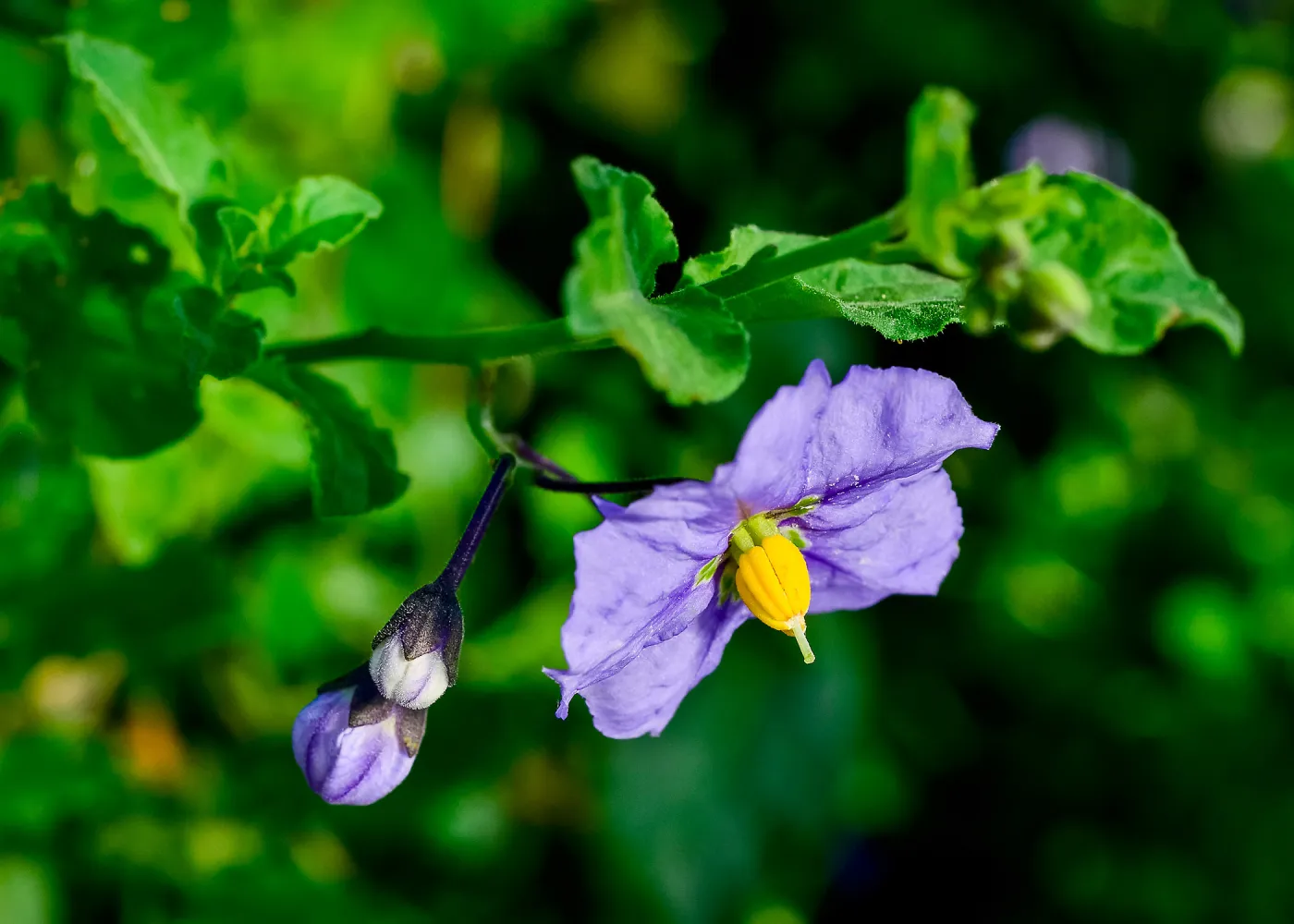 Solanum, SBBG Photo Contest 2013