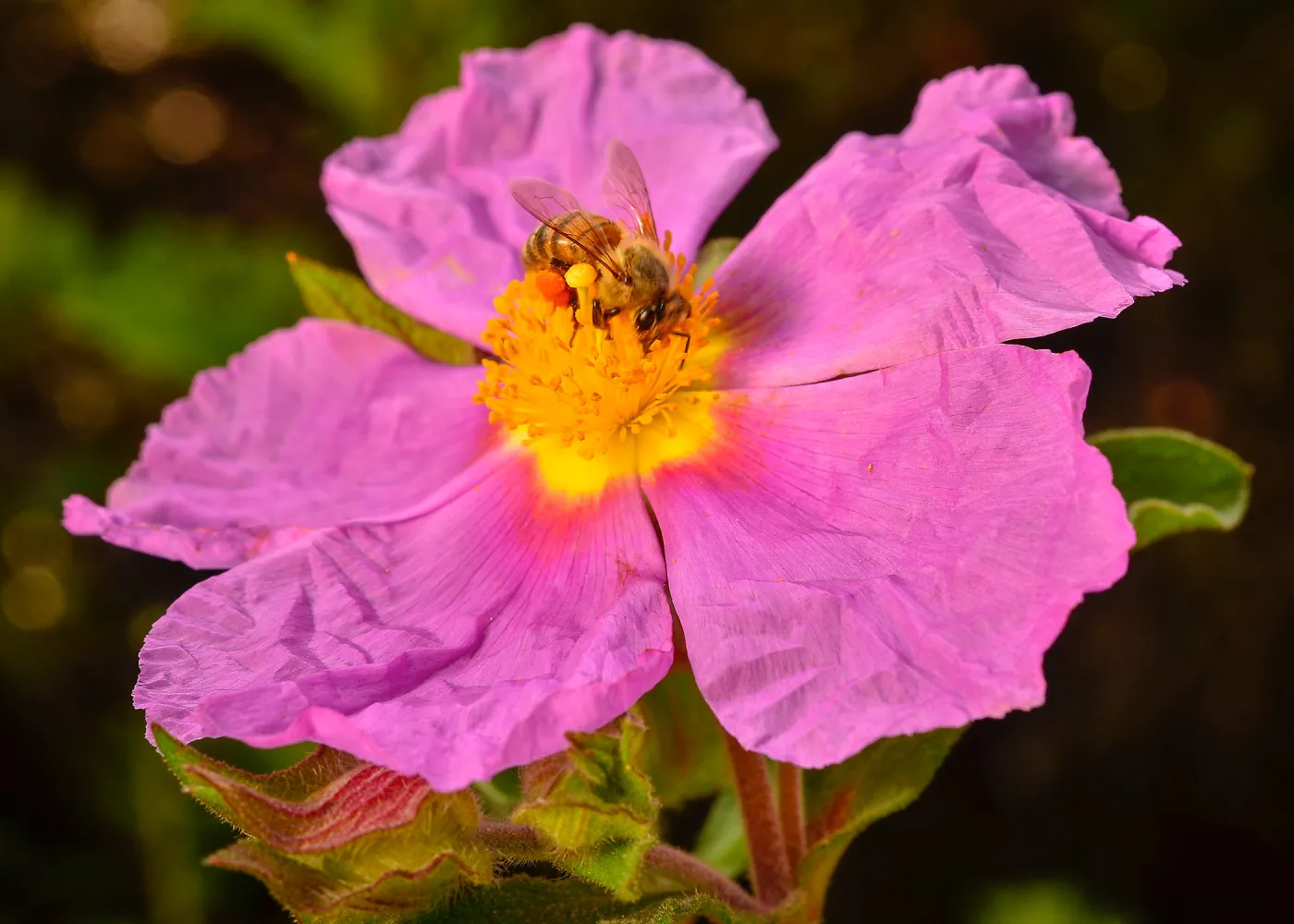 Cistus, SBBG Photo Contest 2013