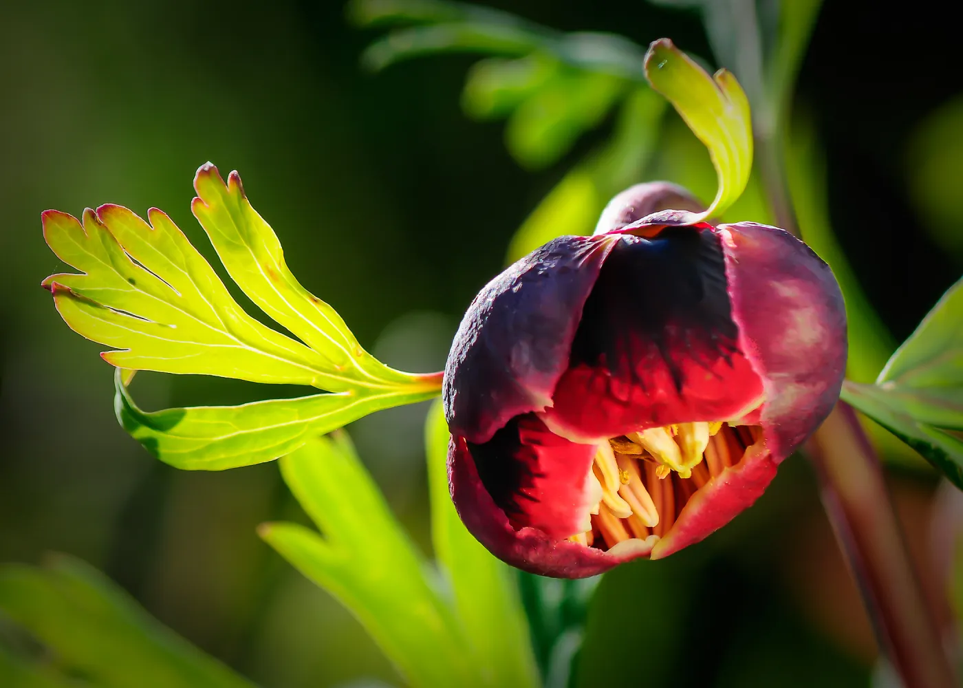 Peony, SBBG Photo Contest 2013SBBG Photo Contest 2013