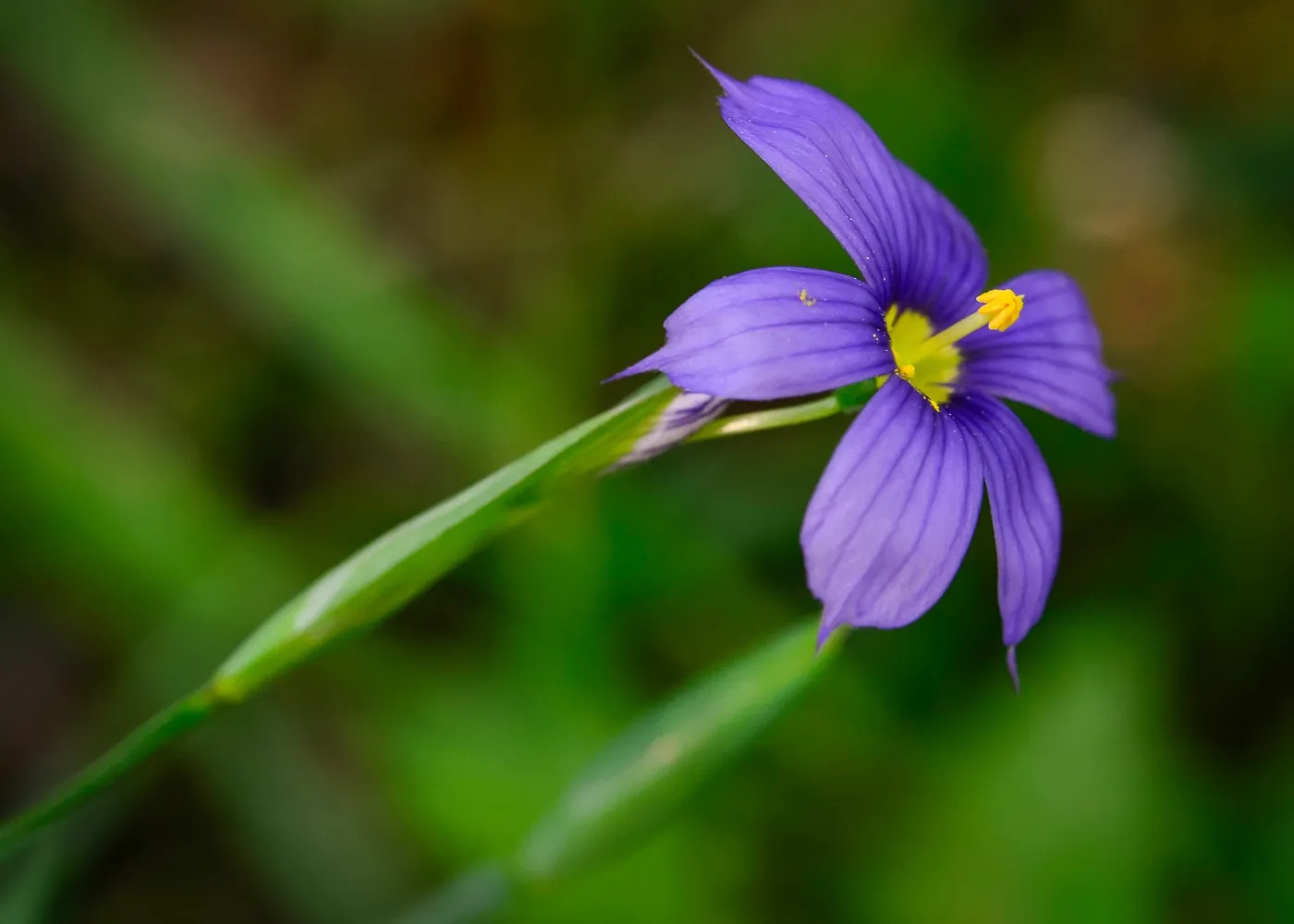 Blue Eyed grass, Sisyrinchium, SBBG Photo Contest 2013