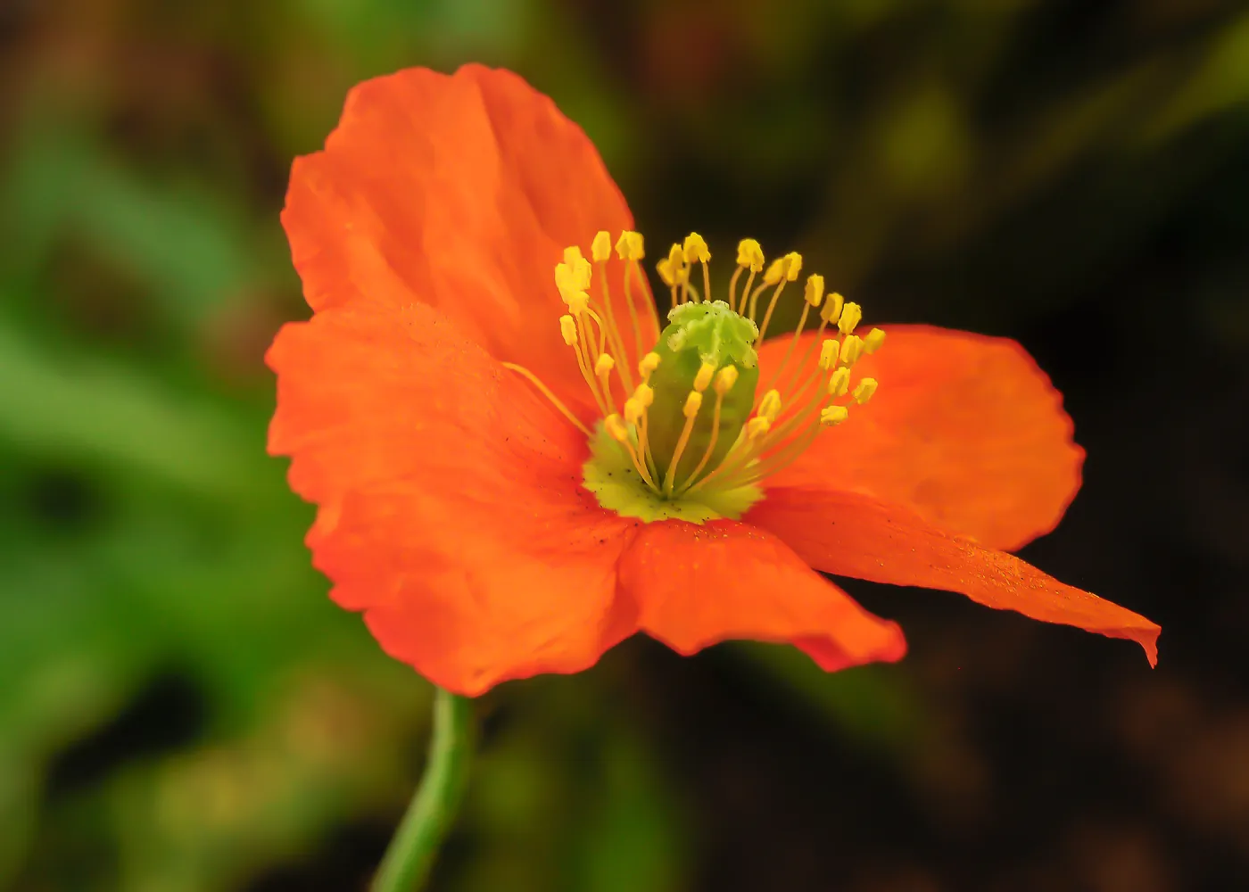 Papaver californicum, Fire poppy, SBBG Photo Contest 2013