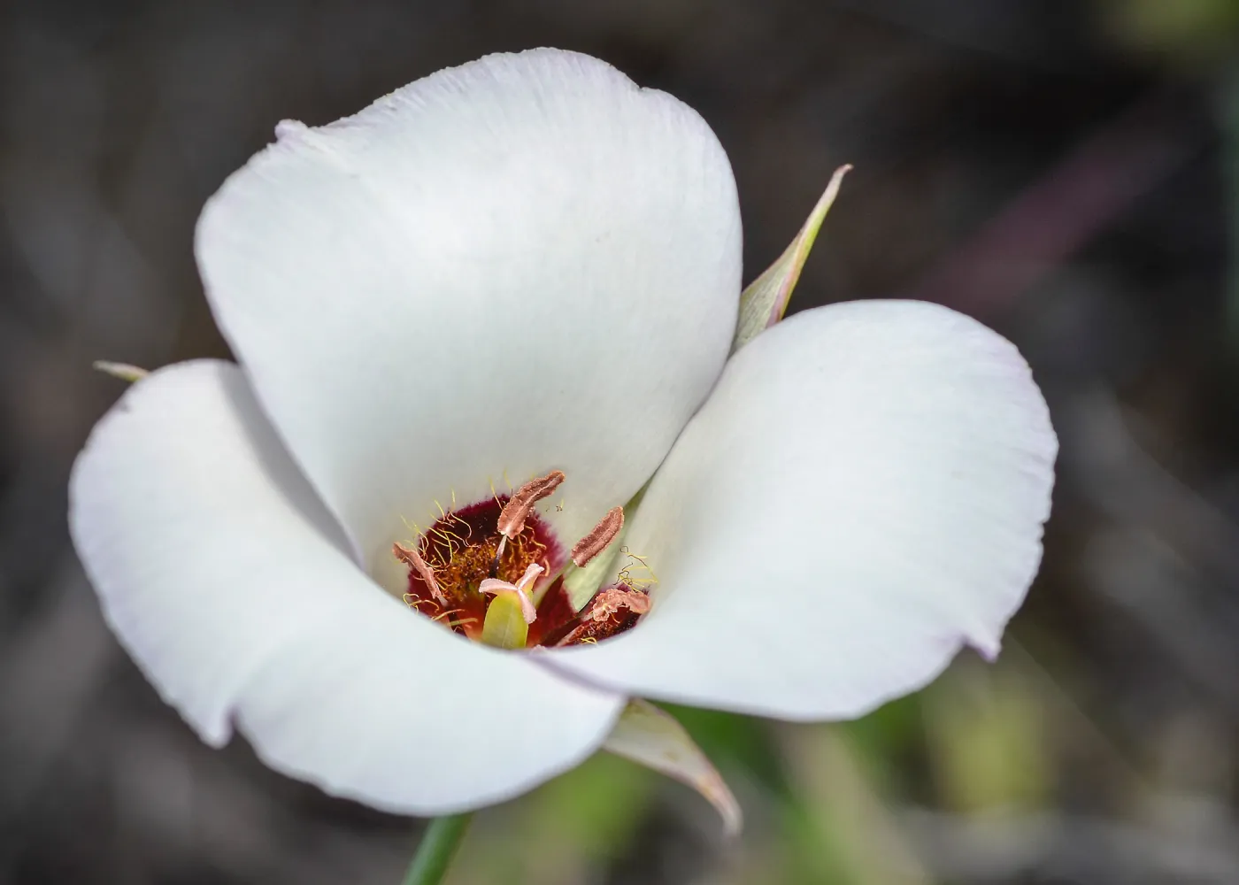 white Calochortus, SBBG Photo Contest 2013