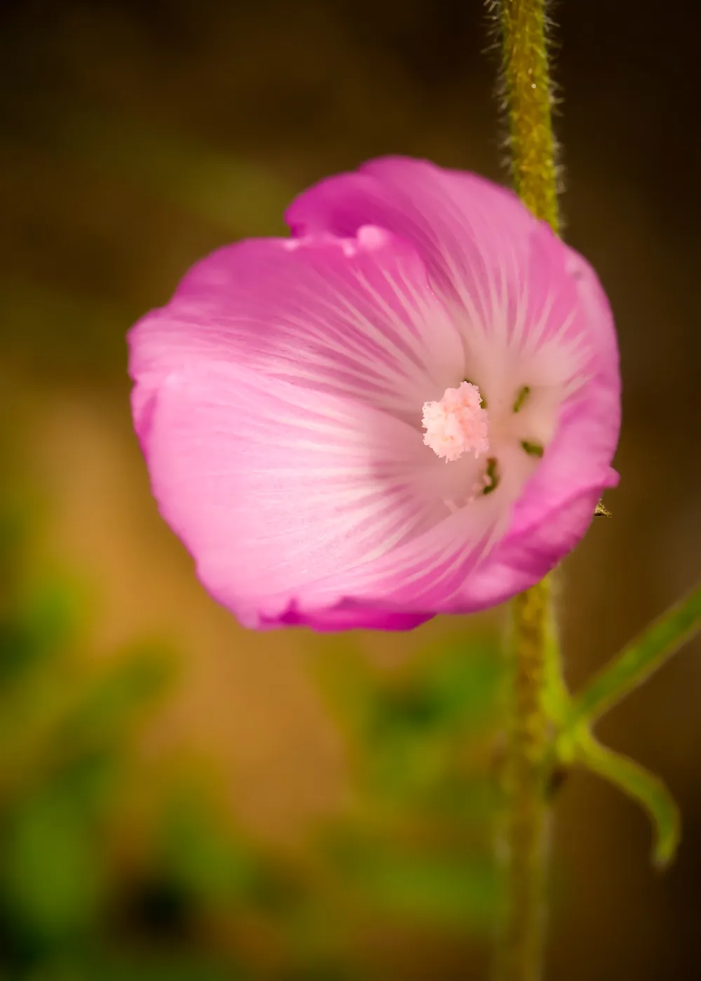 Sidalcea, SBBG Photo Contest 2013