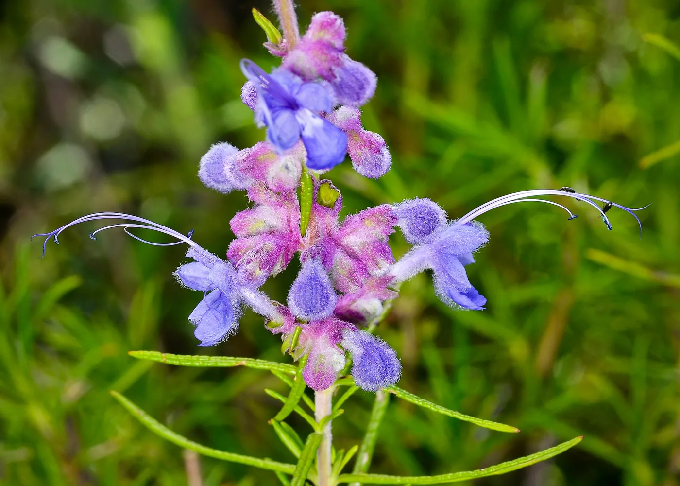 Trichostemma, wooly blue curls, SBBG Photo Contest 2013