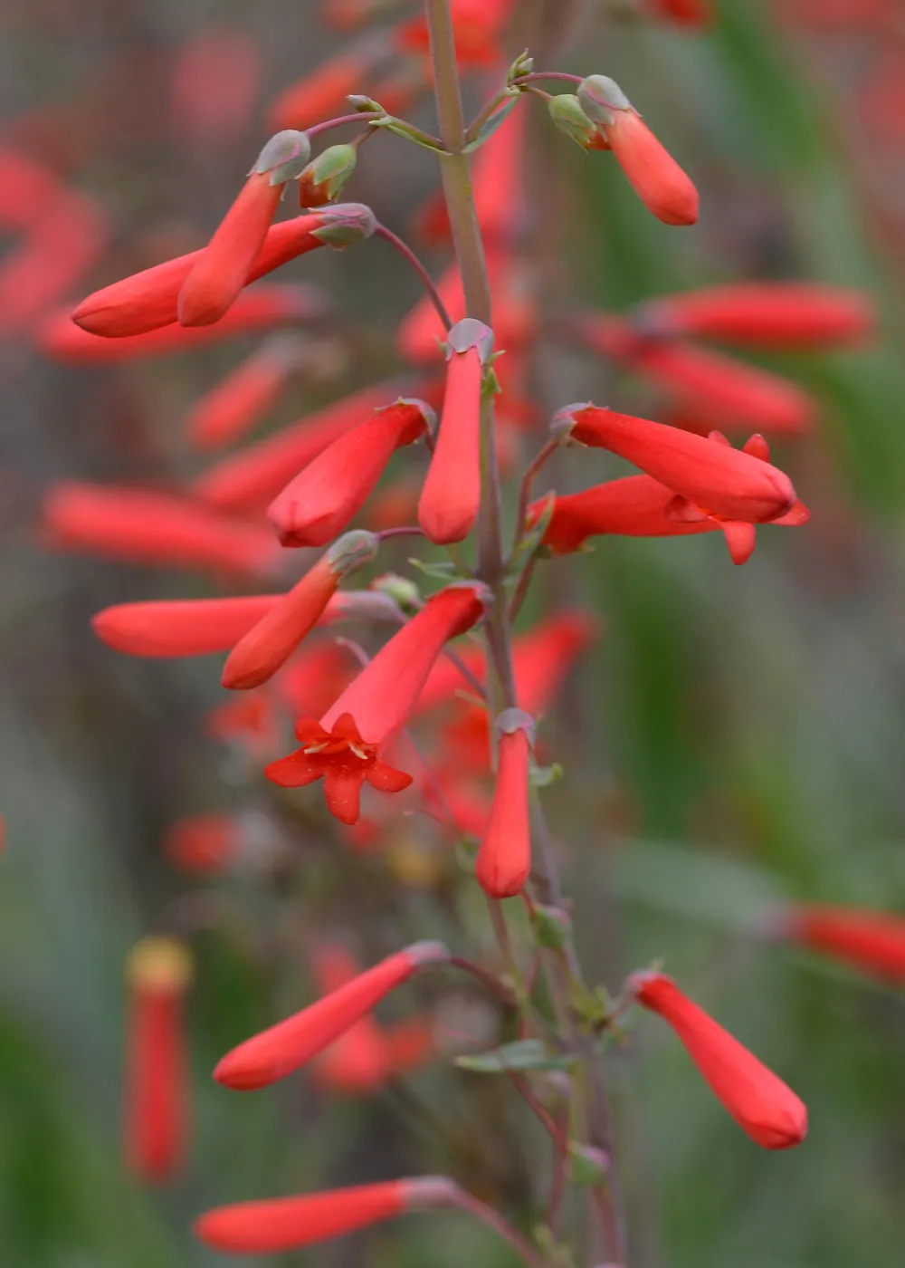 Scarlet bugler, SBBG Photo Contest 2013