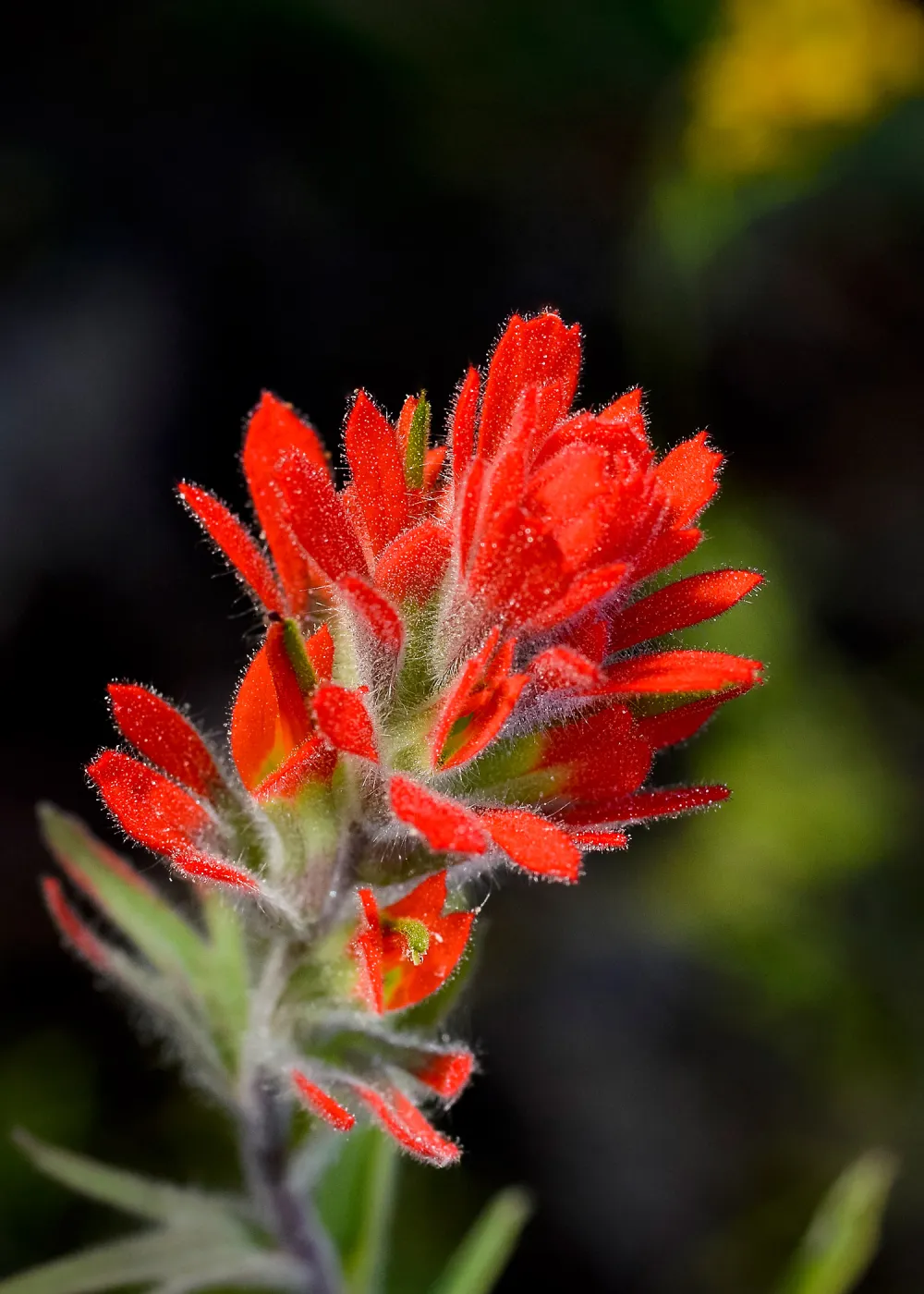 Castilleja, SBBG Photo Contest 2013