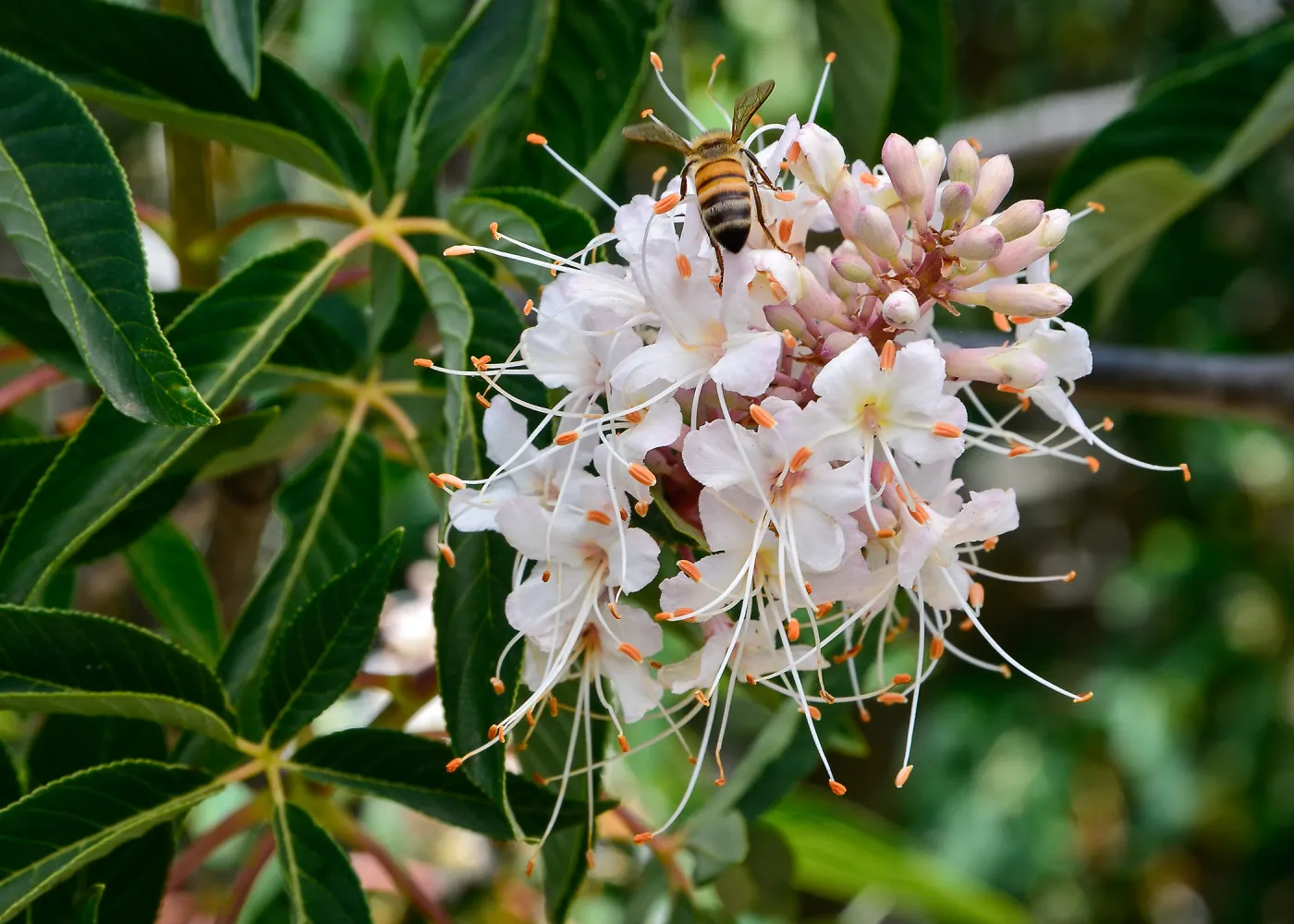 Honeybee on Aesculus flowers, SBBG Photo Contest 2013