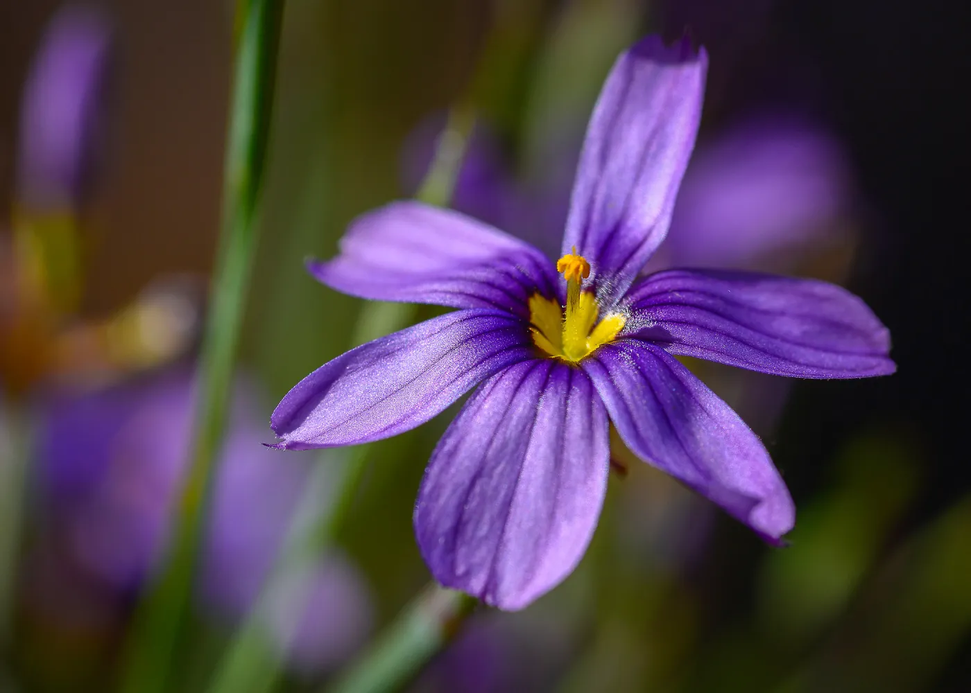 Sisyrinchium flower, SBBG Photo Contest 2013