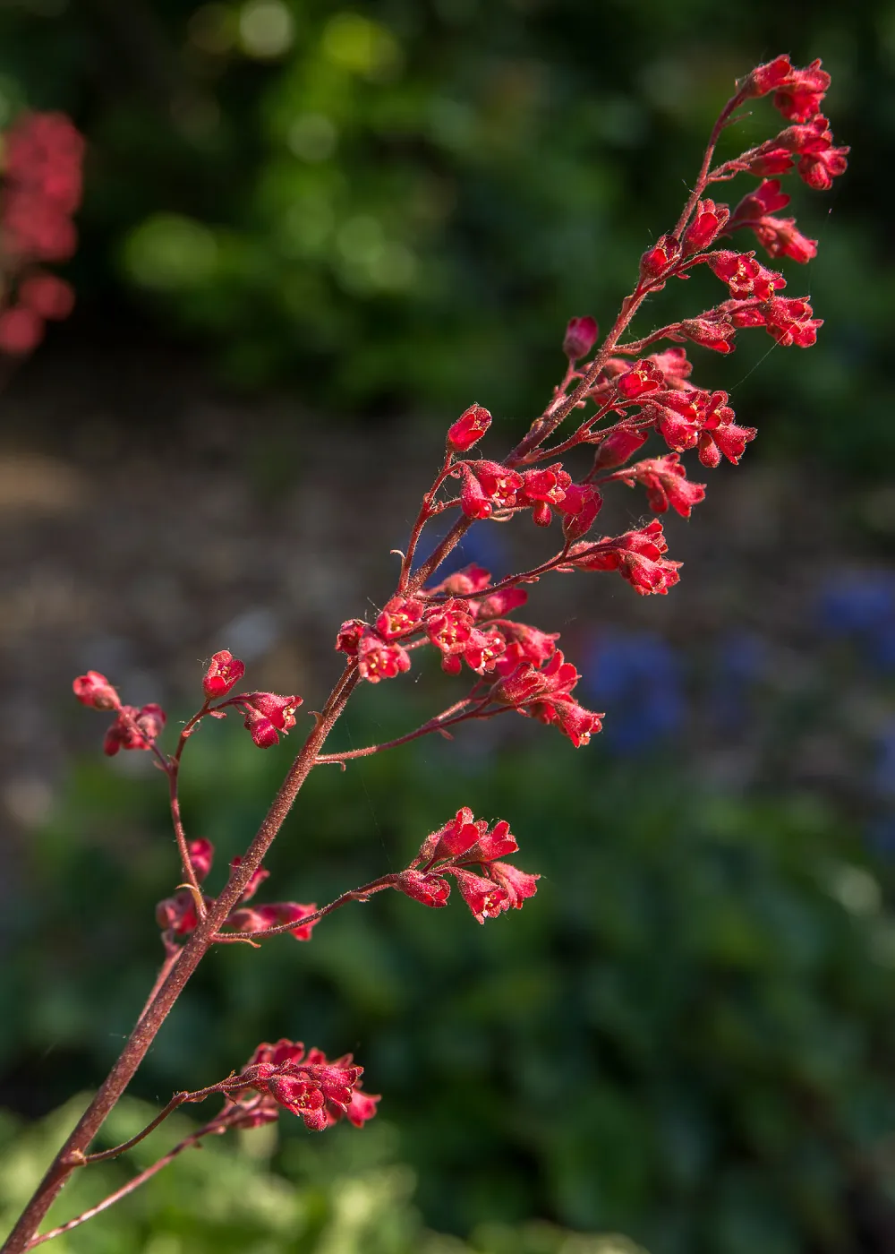 Heuchera, SBBG Photo Contest 2013