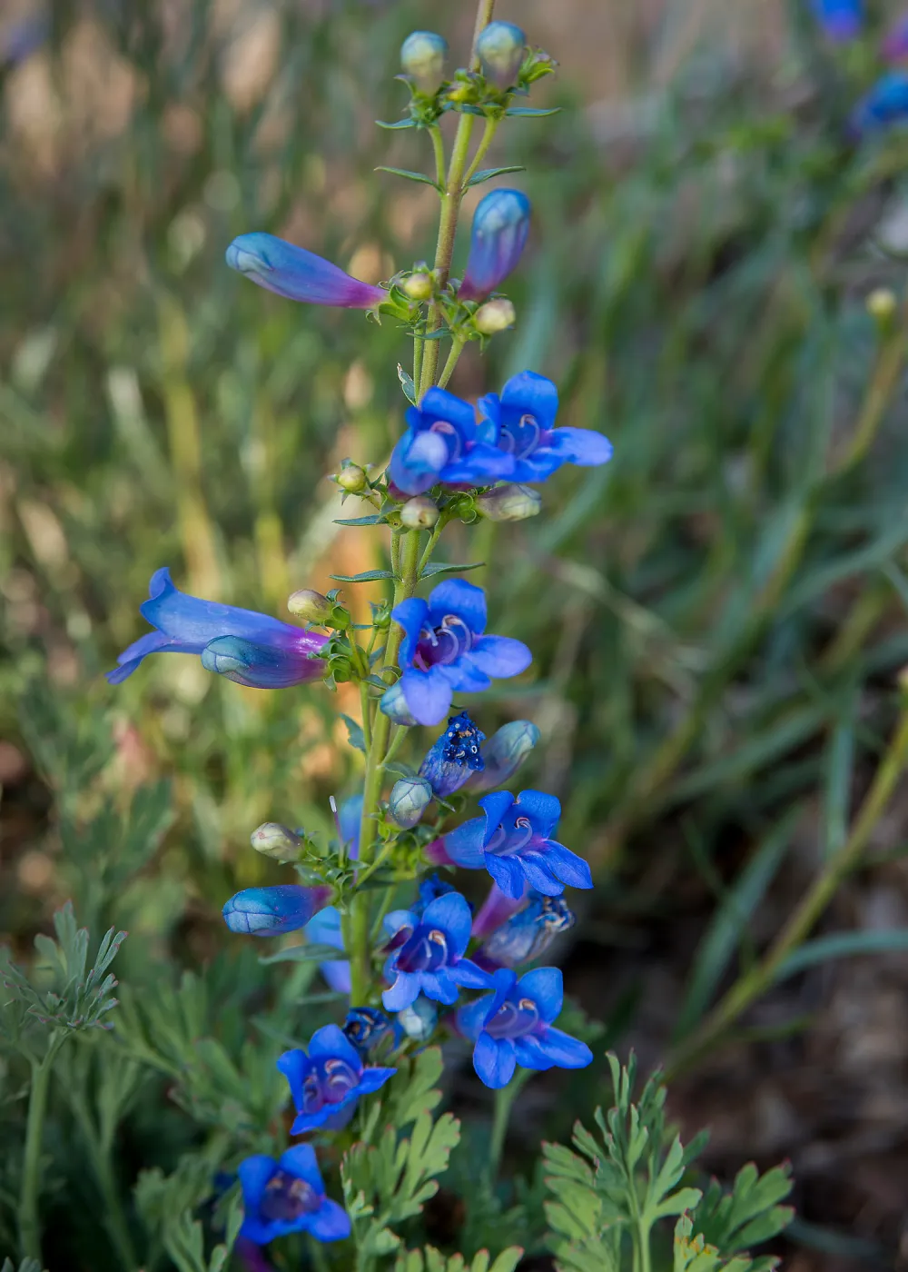 Penstemon, SBBG Photo Contest 2013