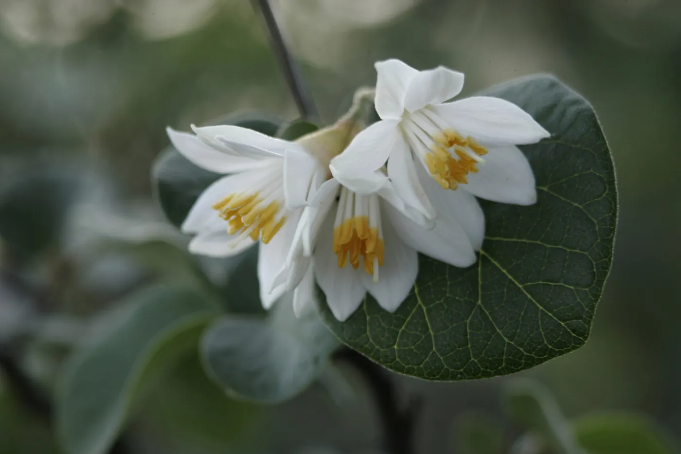 Styrax, Santa Barbara mountains, SBBG Photo Contest 2013