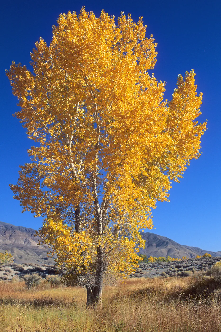 Cottonwood tree, near Bishop, SBBG Photo Contest 2013