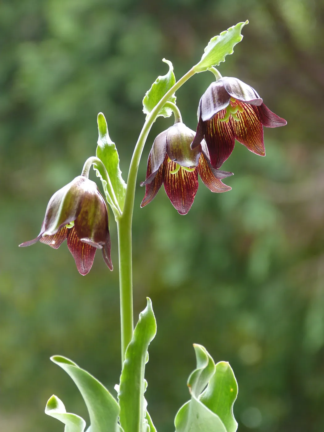 Chocolate Lily, Figueroa Mountain, SBBG Photo Contest 2013