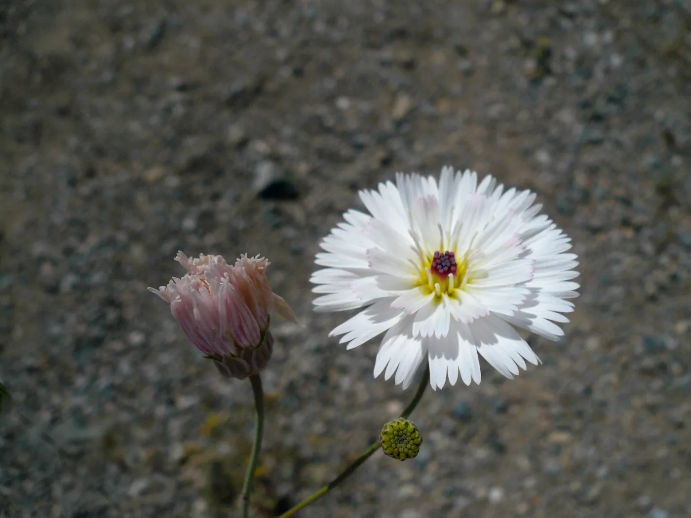 Tobacco weed, near Death Valley, SBBG Photo Contest 2013