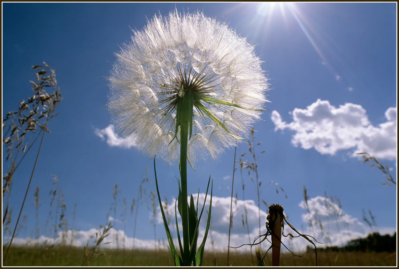 Goatshead, dandelion, sun flare, clouds, blue sky, Santa Barbara, SBBG Photo Contest 2013