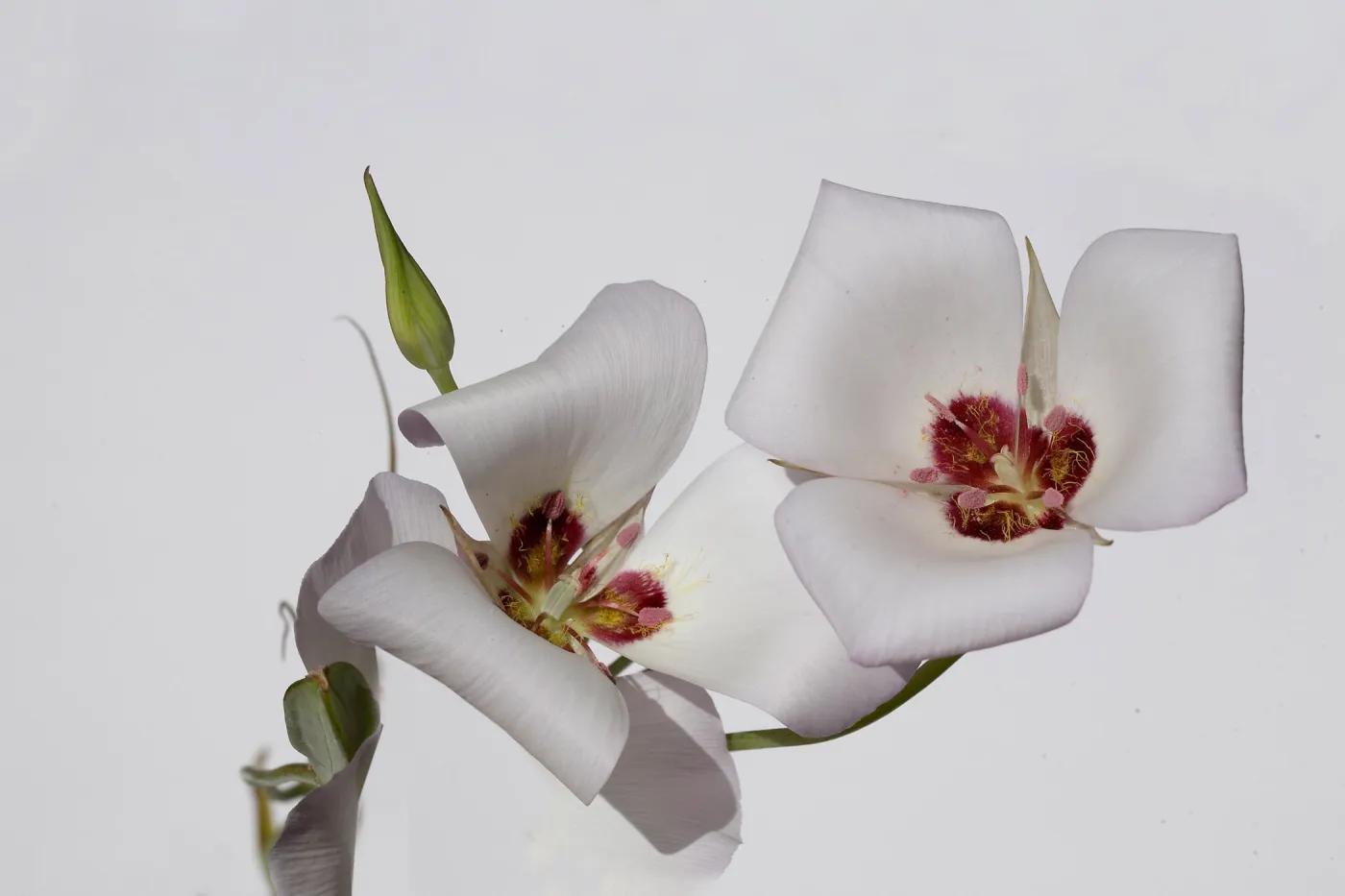 Sego Lily, Santa Barbara mountains, SBBG Photo Contest 2013